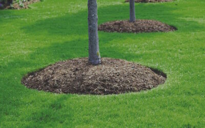 Mulching – A Vital Practice for Tree Health in Austin