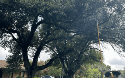 Wilder Tree Company’s Tree Trimming of an Oak in Austin, TX