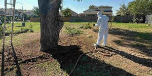 is deep root fertilization necessary
