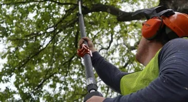 A tree trimming in Austin, TX