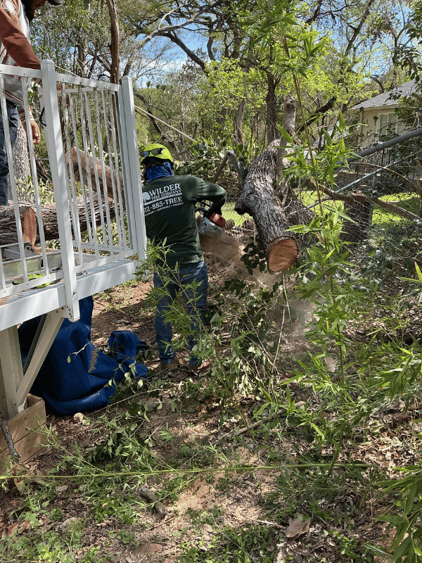 Emergency Tree Removal