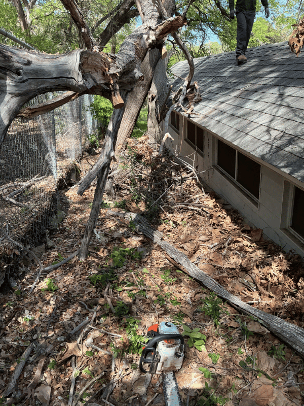 Emergency Tree Removal