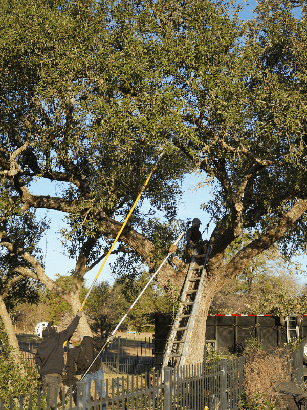 Tree Pruning