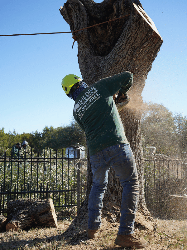 Tree Removal
