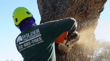 Emergency Tree Services